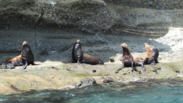 colonia de lobos marinos